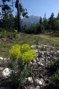 Olympos se blíží